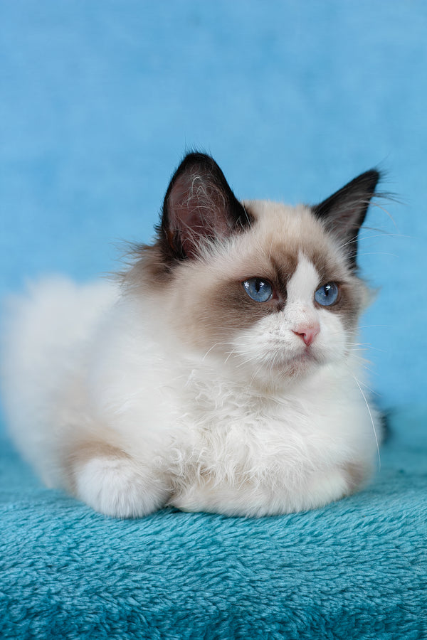 Teddy | Ragdoll Kitten