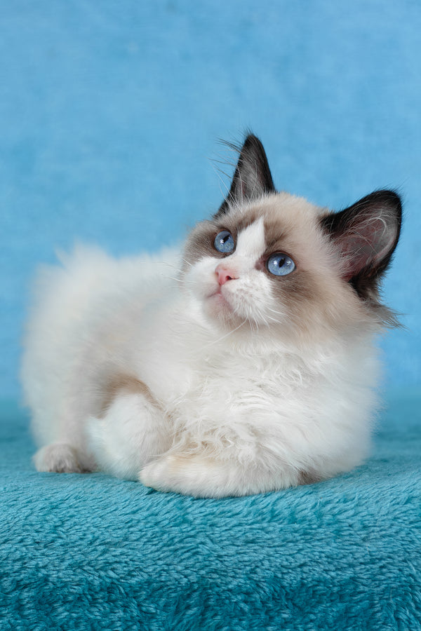 Teddy | Ragdoll Kitten