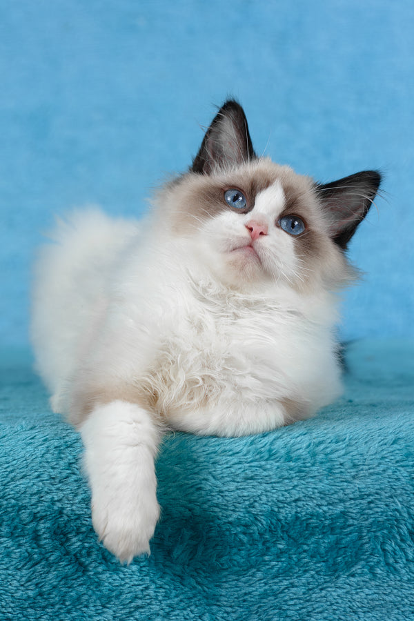 Teddy | Ragdoll Kitten