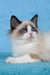Teddy | Ragdoll Kitten