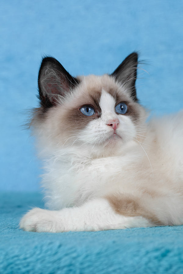 Teddy | Ragdoll Kitten