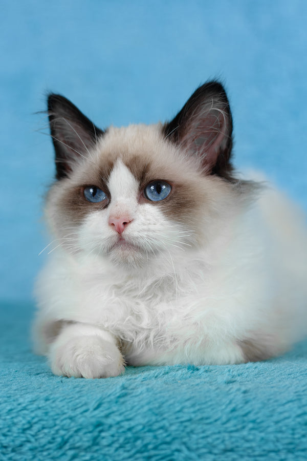 Teddy | Ragdoll Kitten