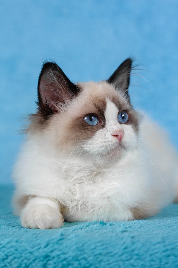 Teddy | Ragdoll Kitten