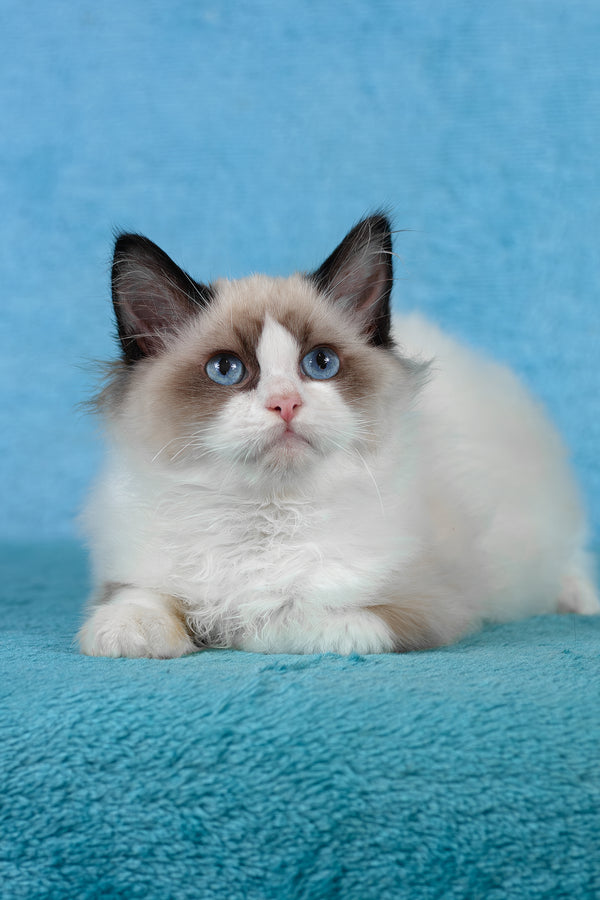 Teddy | Ragdoll Kitten