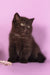 Teodora | Scottish Straight Kitten