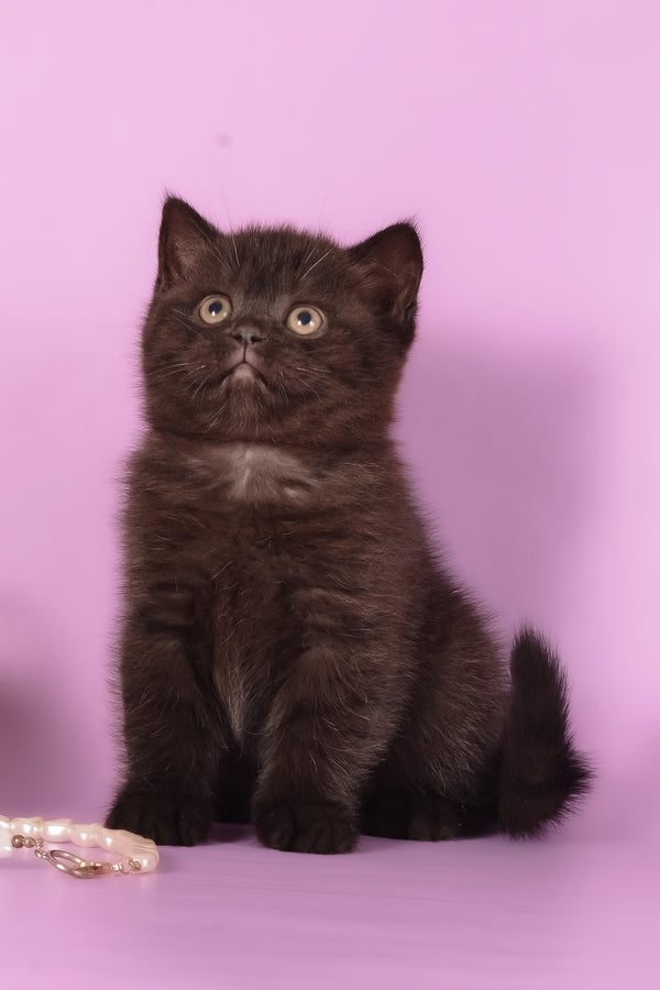 Teodora | Scottish Straight Kitten