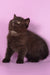 Teodora | Scottish Straight Kitten