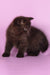 Teodora | Scottish Straight Kitten