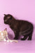 Teodora | Scottish Straight Kitten