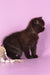 Teodora | Scottish Straight Kitten