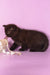 Teodora | Scottish Straight Kitten