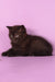 Teodora | Scottish Straight Kitten