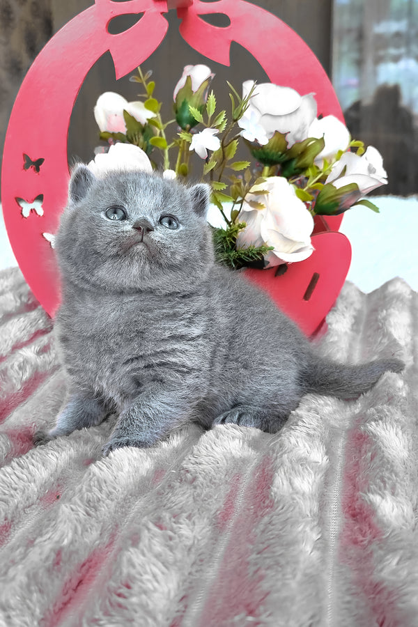Teona | British Shorthair Kitten