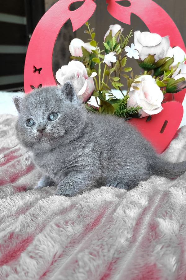 Teona | British Shorthair Kitten