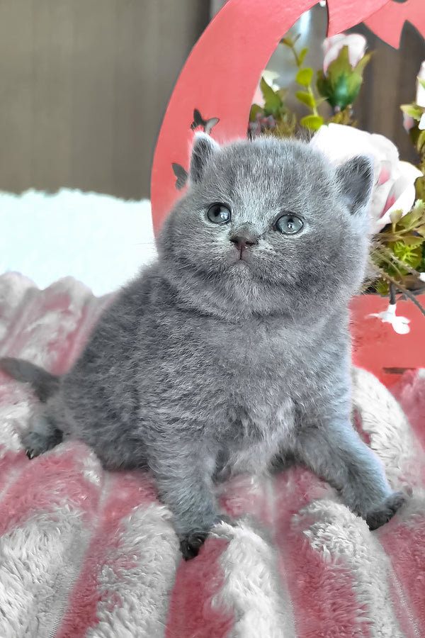 Teona | British Shorthair Kitten