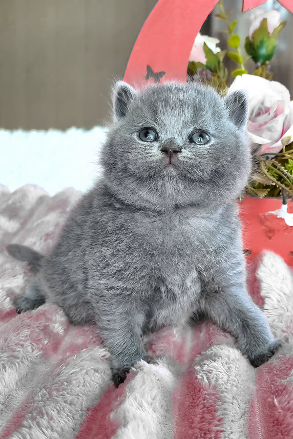 Teona | British Shorthair Kitten
