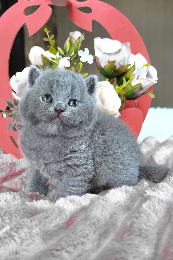 Teona | British Shorthair Kitten