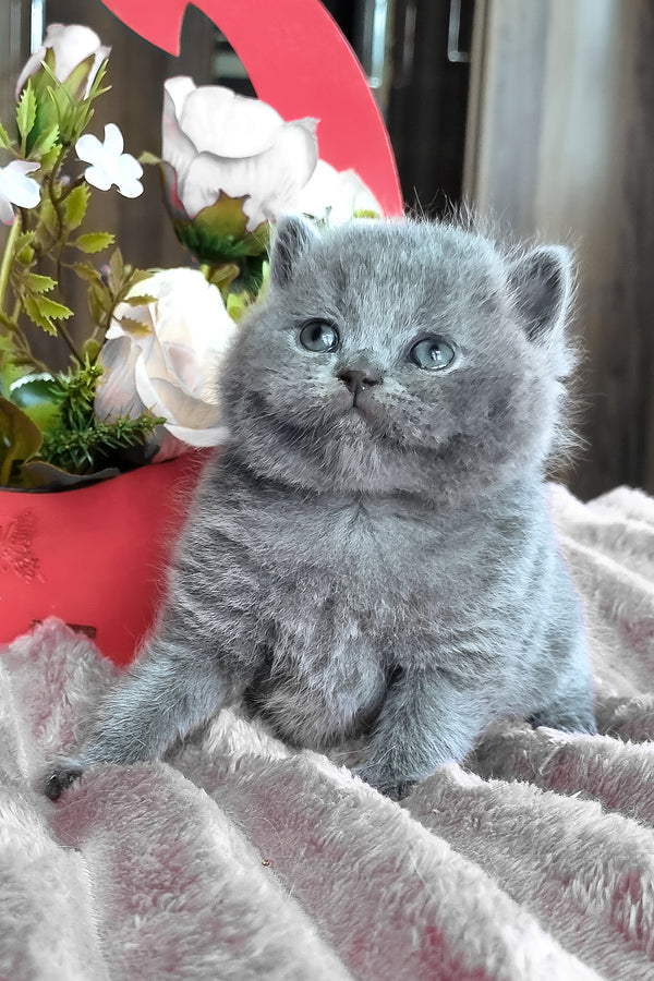 Teona | British Shorthair Kitten