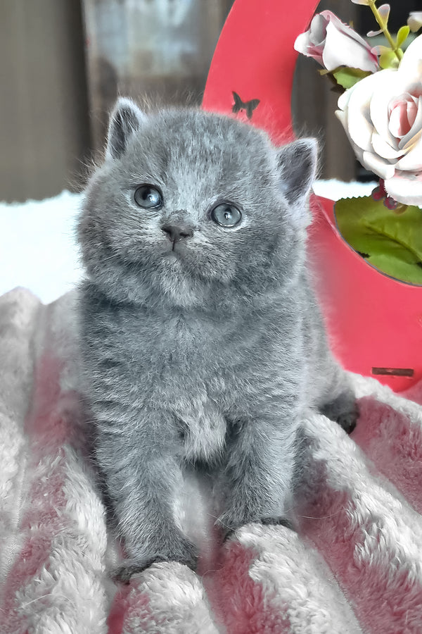 Teona | British Shorthair Kitten
