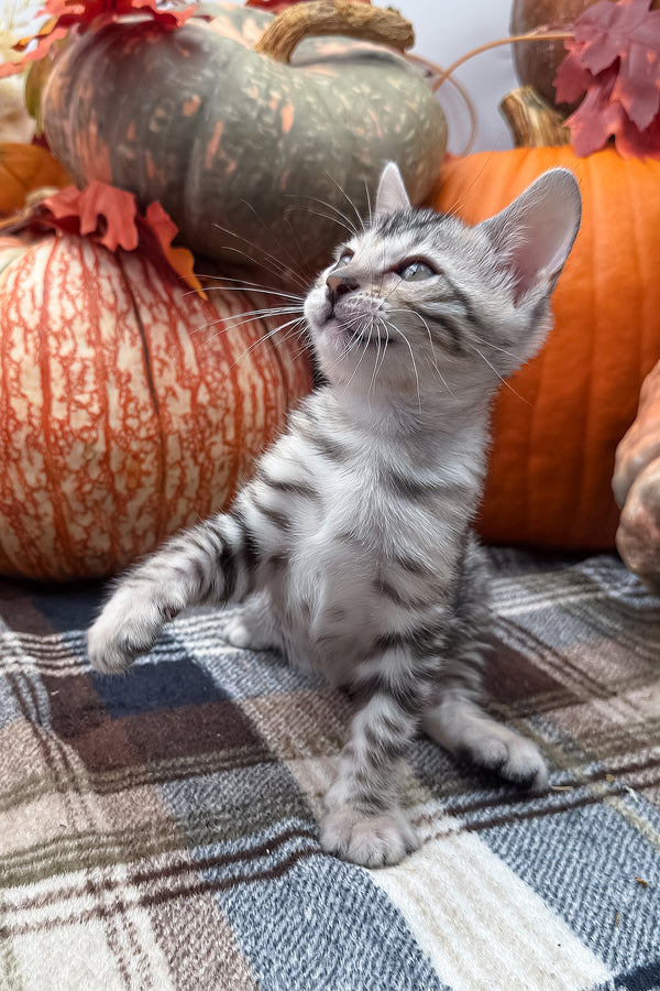 Thor | Bengal Kitten