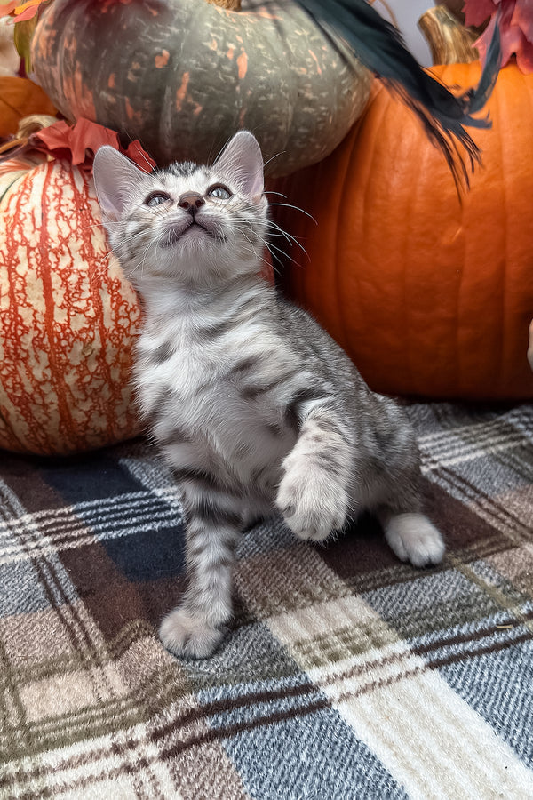 Thor | Bengal Kitten