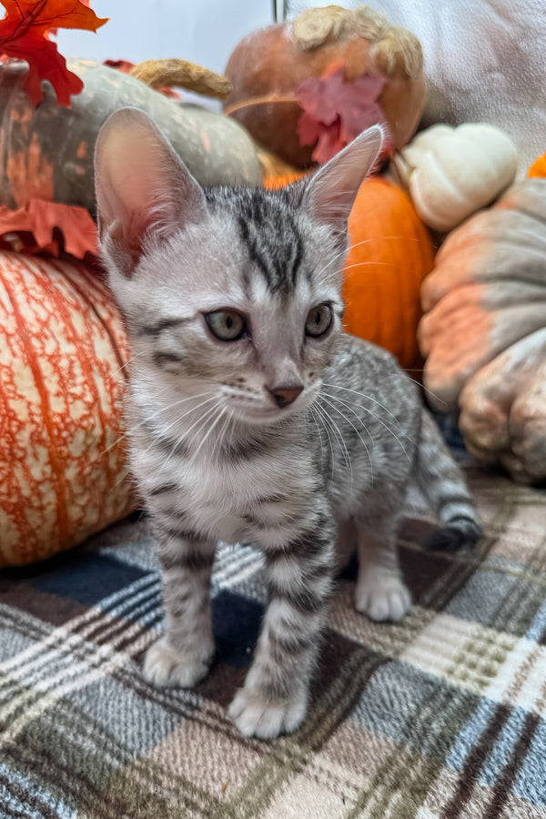 Thor | Bengal Kitten