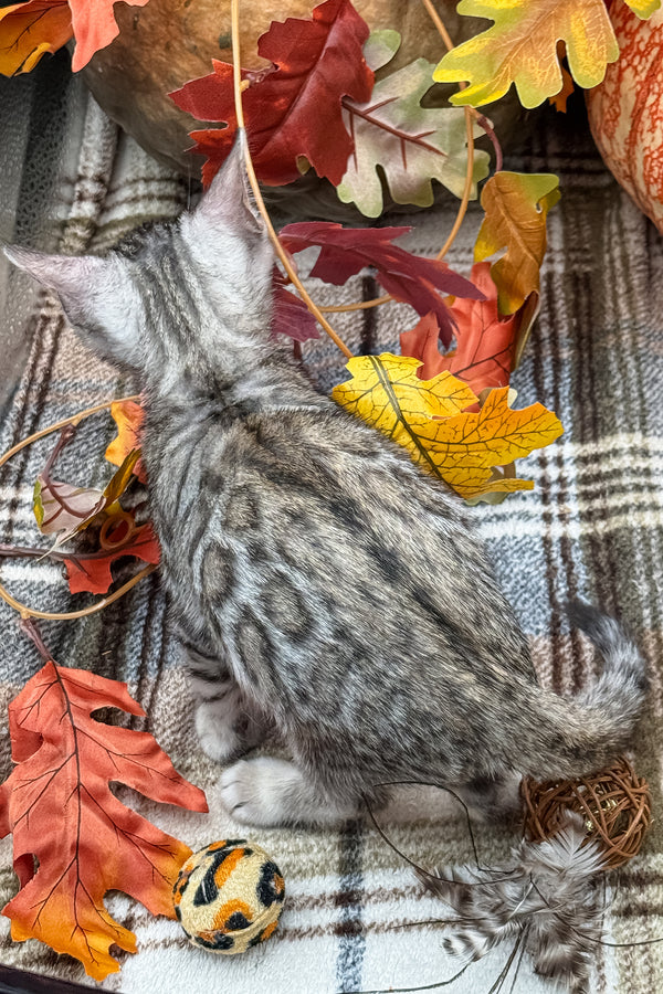 Thor | Bengal Kitten
