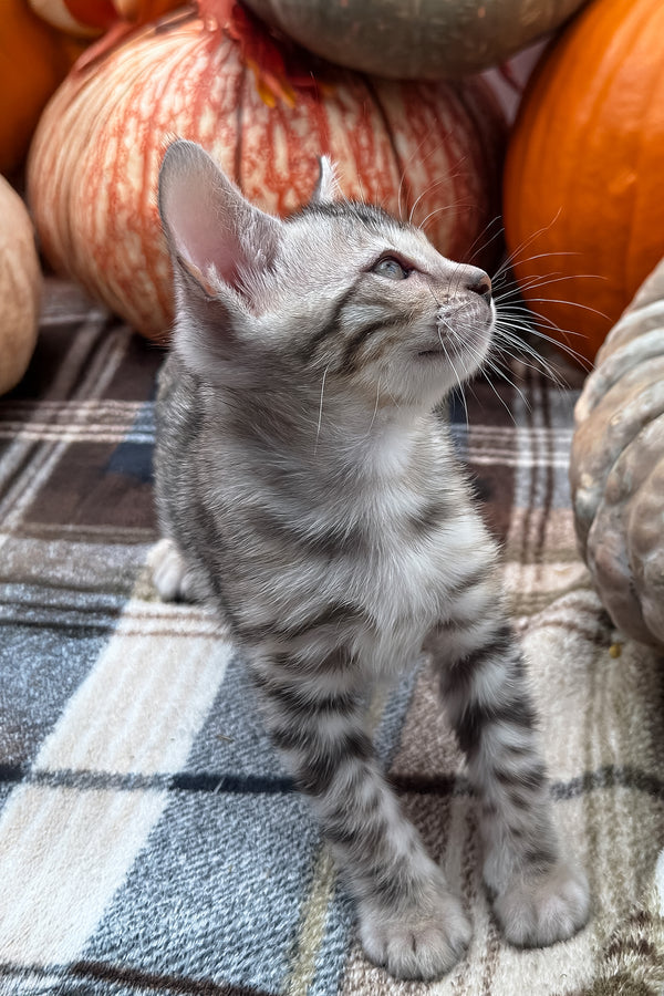 Thor | Bengal Kitten