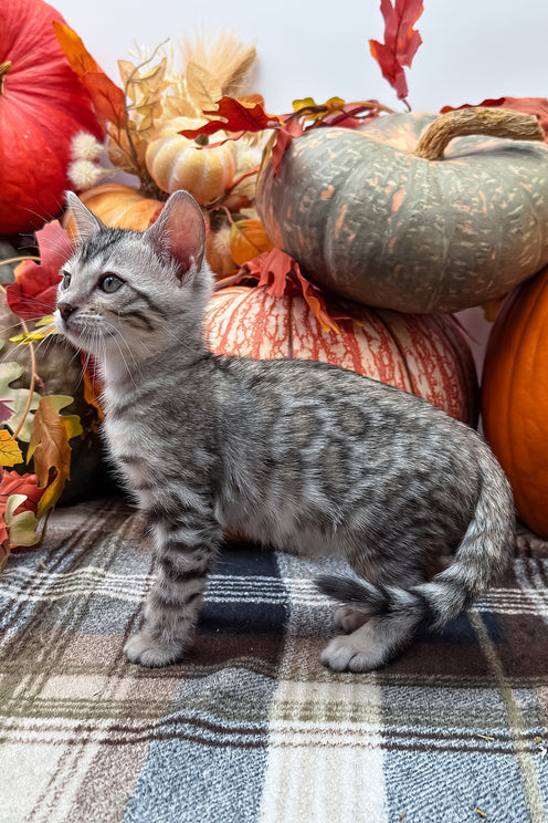 Thor | Bengal Kitten