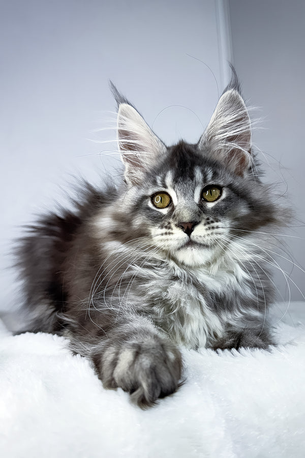 Tiffany | Maine Coon Kitten