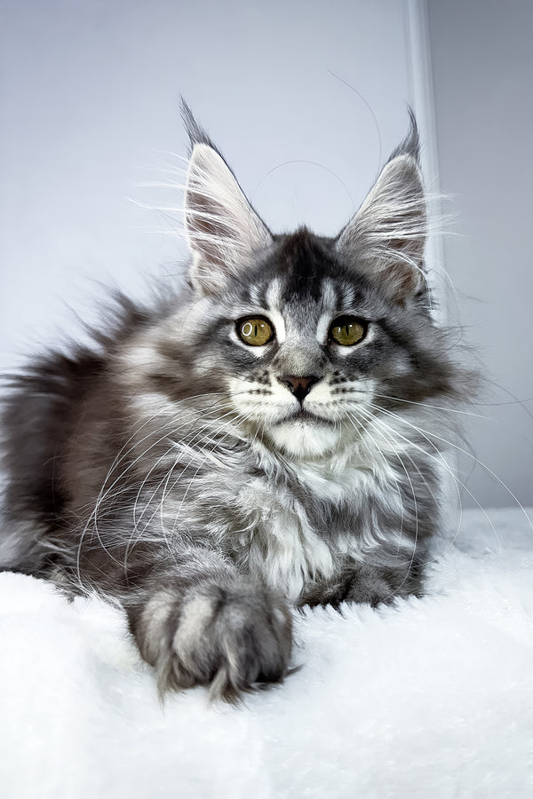 Tiffany | Maine Coon Kitten