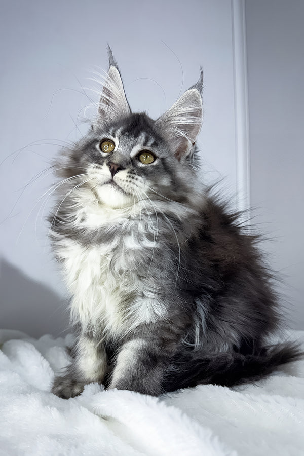 Tiffany | Maine Coon Kitten