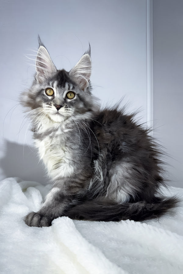 Tiffany | Maine Coon Kitten