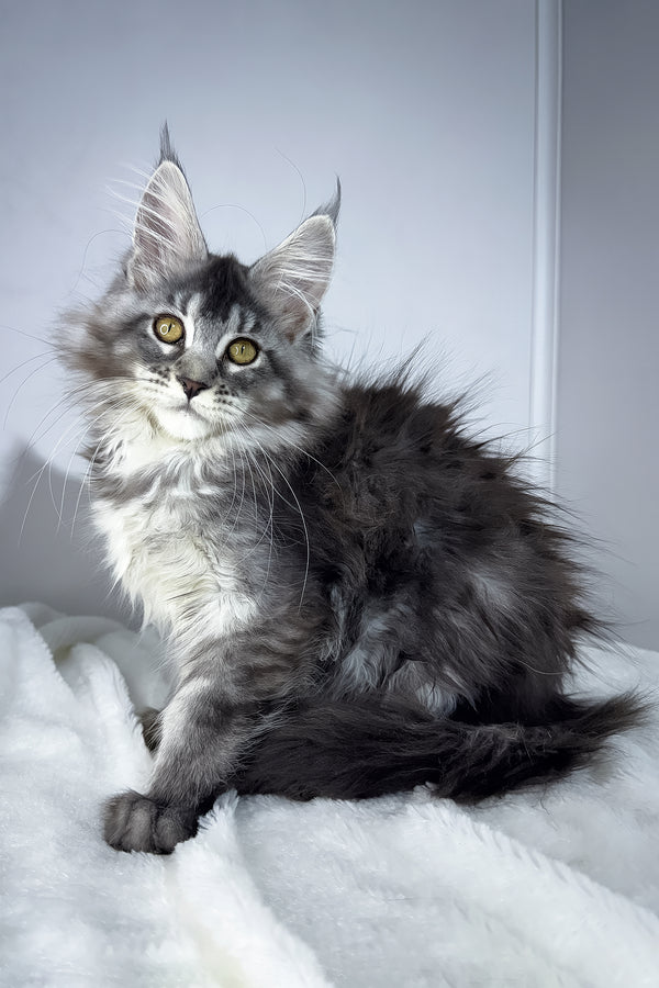 Tiffany | Maine Coon Kitten