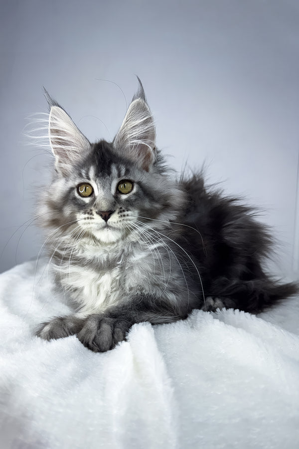 Tiffany | Maine Coon Kitten