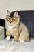 Tiguan | Golden Maine Coon Kitten