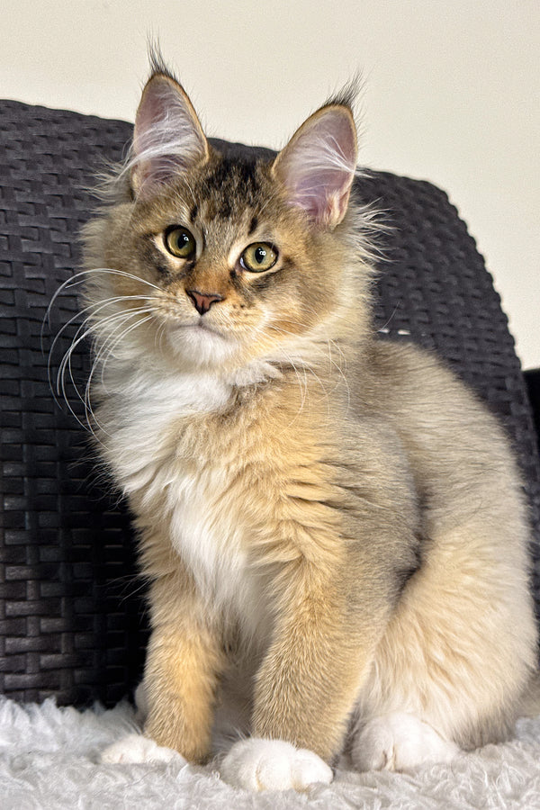 Tiguan | Golden Maine Coon Kitten