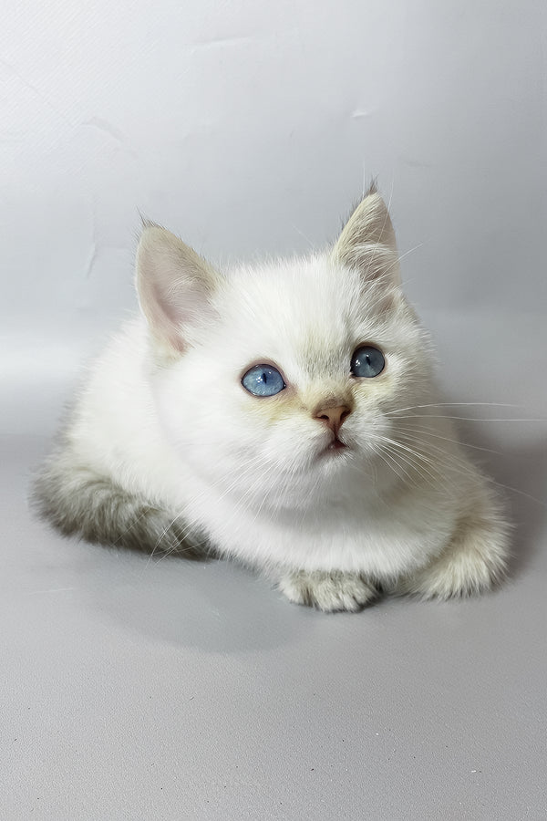 Timmi | British Shorthair Kitten