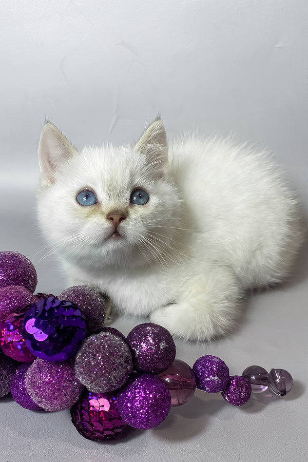 Timmi | British Shorthair Kitten