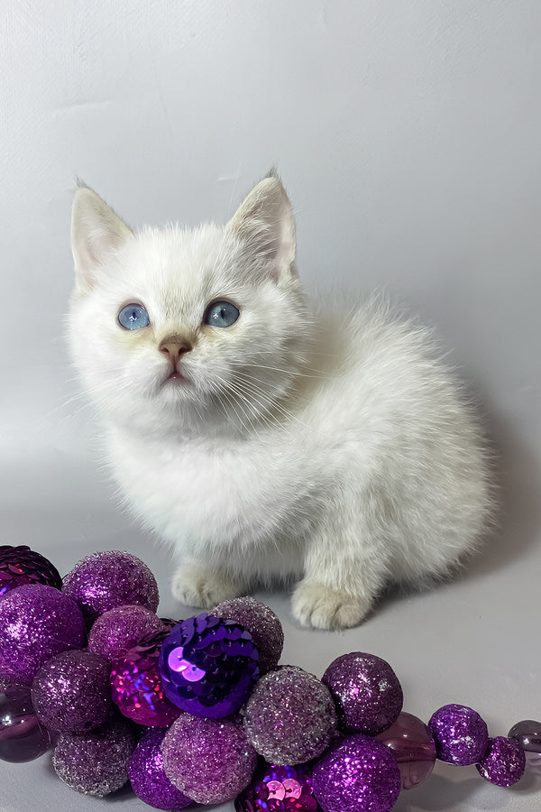 Timmi | British Shorthair Kitten