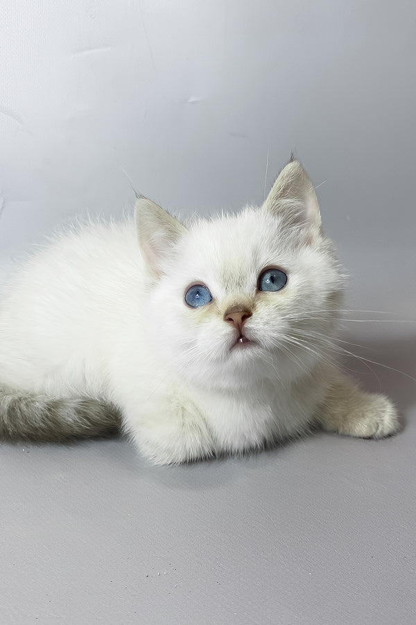 Timmi | British Shorthair Kitten