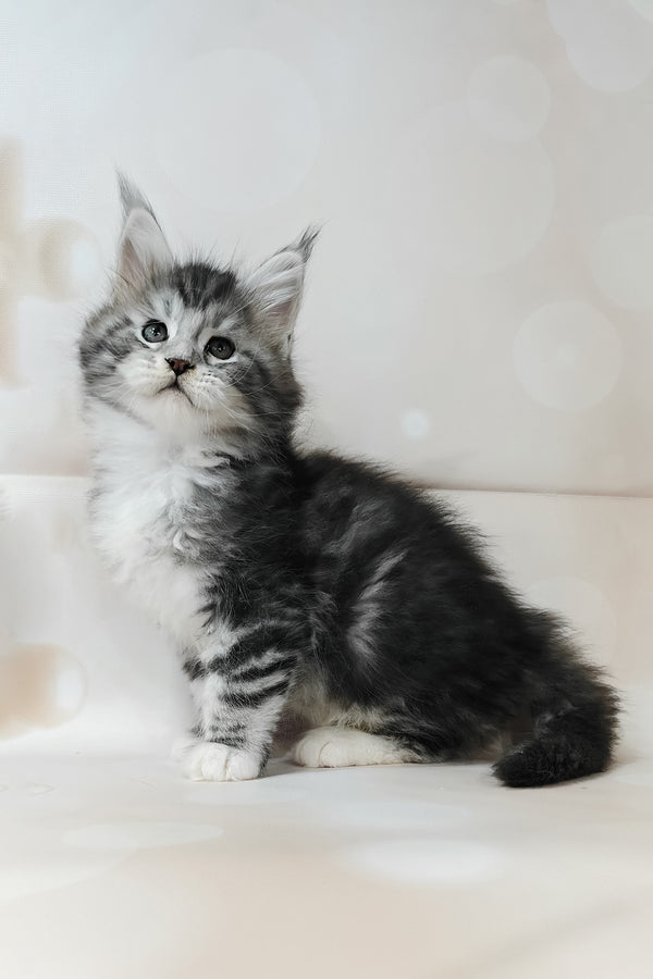 Timothy | Maine Coon Kitten