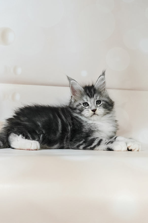 Timothy | Maine Coon Kitten