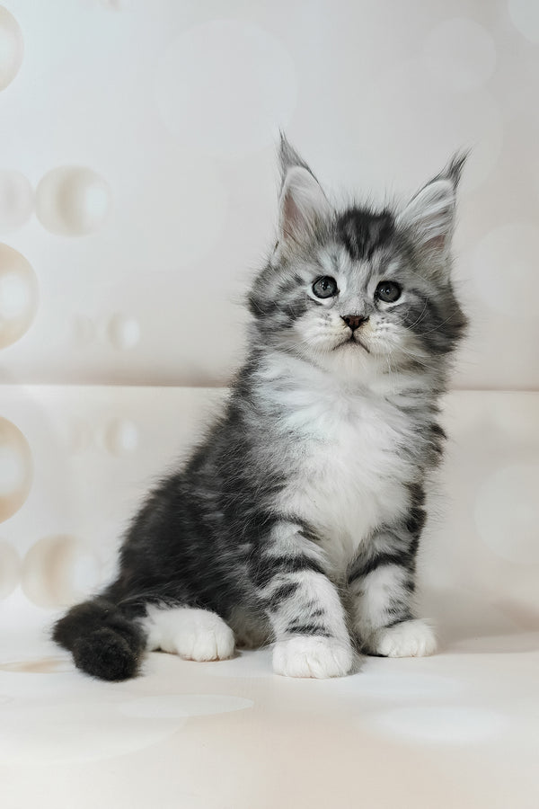 Timothy | Maine Coon Kitten