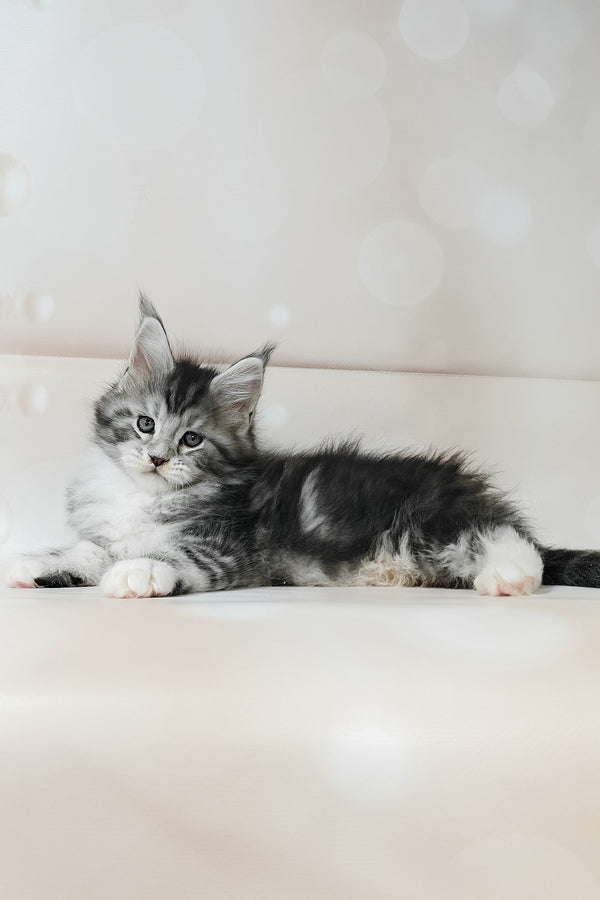 Timothy | Maine Coon Kitten