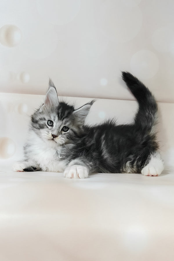 Timothy | Maine Coon Kitten