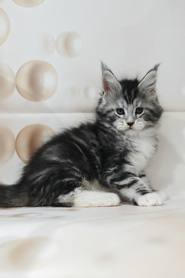 Timothy | Maine Coon Kitten