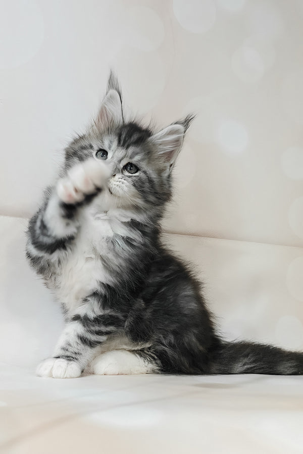 Timothy | Maine Coon Kitten