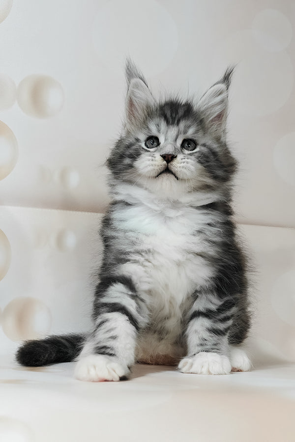 Timothy | Maine Coon Kitten