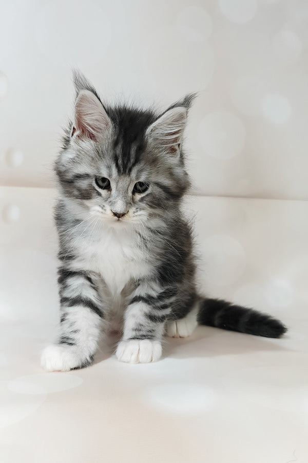 Timothy | Maine Coon Kitten